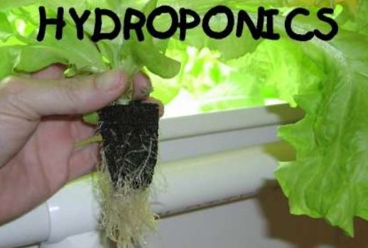 Getting Started In Hydroponics e-cover